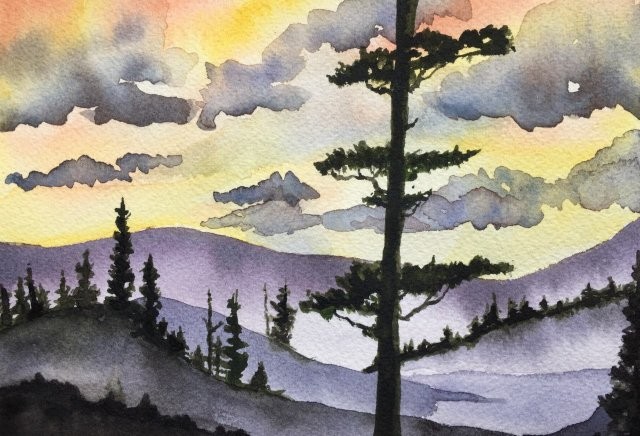 Evergreens at Sunset